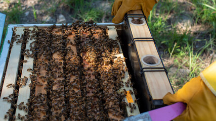 person working with bee hive