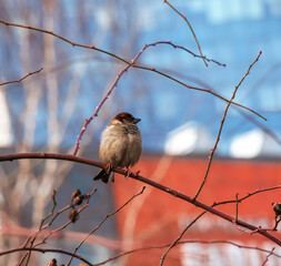 Fototapeta premium A frozen sparrow sits on a rosehip branch with berries on a frosty winter morning.