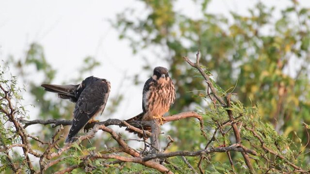 Hobby Falco subbuteo in the wild. Two birds on a stick are cleaning their feathers.