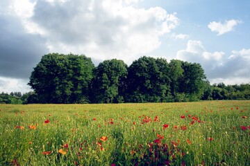 field of poppies
