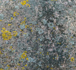 Rough stone surface from close with coloured moss texture and natural patterns in detail	