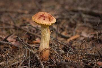 Aureoboletus projectellus mushroom grows in a coniferous forest. Small depth of field