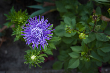 Aster blue in the garden. Small depth of field. Top view