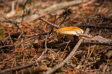 Russula in the green moss in the coniferous forest