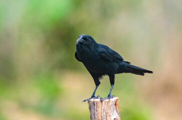 black bird 