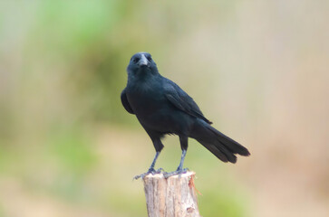 Fototapeta premium black bird 