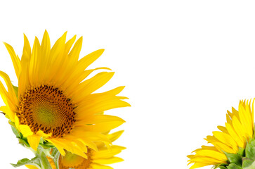 Yellow Sunflowers isolated on white background. Floral border.