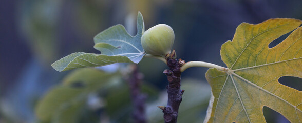 a ripening fig fruit panorama