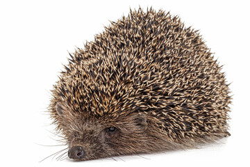 Common hedgehog, or  European hedgehog, also known as the West European hedgehog, lat. Erinaceus europaeus, isolated on white background