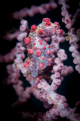 Underwater macro life in the Lembeh Straits of Indonesia - pygmy seahorse (hippocampus bargibanti) - obrazy, fototapety, plakaty
