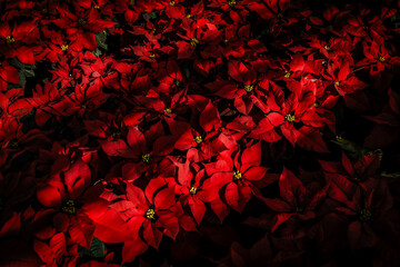 Poinsettias in Greenhouse