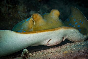 Exploring the reefs of the southern Red Sea, Egypt © timsimages.uk