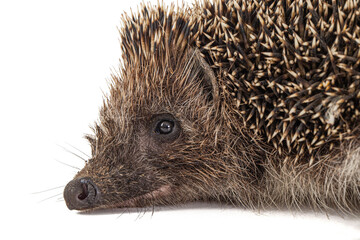 Common hedgehog, or  European hedgehog, also known as the West European hedgehog, lat. Erinaceus europaeus, isolated on white background