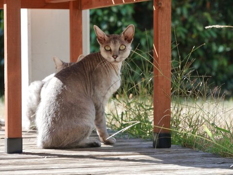 Nacktkatze im Sommer auf der Terrasse
