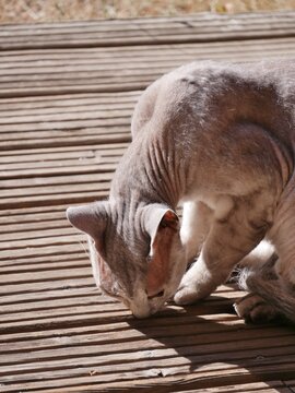 Nacktkatze auf Holzboden im Sonnenicht