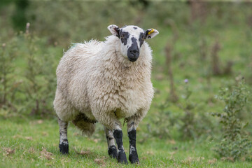 sheep in a field black and white welsh