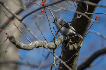Tufted Titmouse on Branch