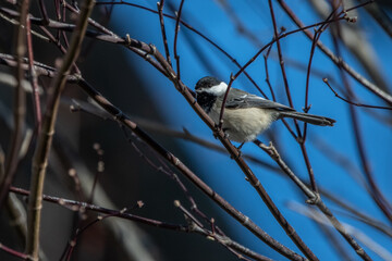 Black=capped Chickadee on branch
