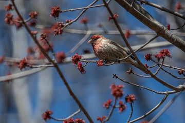 House Finch eating tree buds.