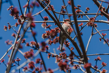 House Finch on tree branch