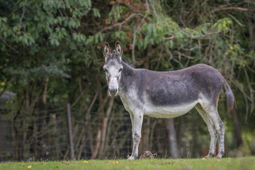 Portrait of a cute donkey on a pasture in summer outdoors