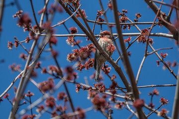 House Finch on tree branch.