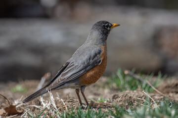 American Robin on ground.