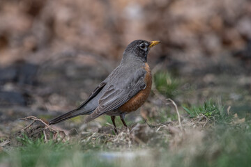 American Robin on ground
