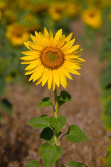 Portrait of single sunflower in field 