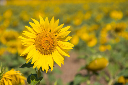 Sunflower in the abundance field with blue bright sky background
