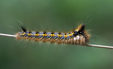 Die Raupen der Grasglucke -Euthrix potatoria