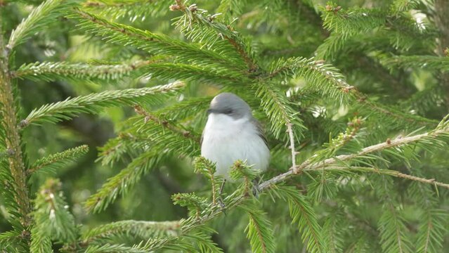 Close-up of Lesser whitethroat, Sylvia curruca perched on Spruce in a boreal forest in Estonia	