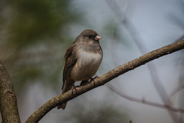 A Dark-eyed Junco in Spring