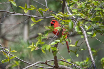 Male Cardinal