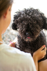 dog playing with human