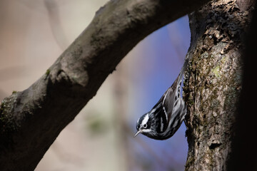 Black and White Warbler Clinging to Tree