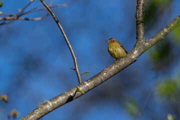 palm Warbler on branch.