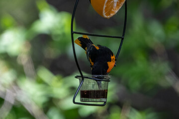 Male Baltimore Oriole Eating from Jelly Feeder