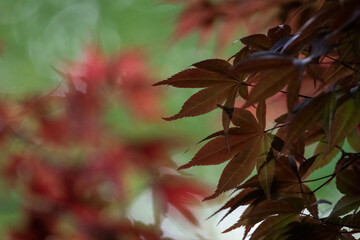 Red Maple Tree Leaves
