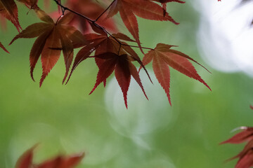 Red Maple Tree Leaves