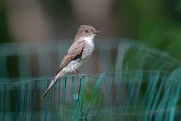 eastern Phoebe on Garden Fence