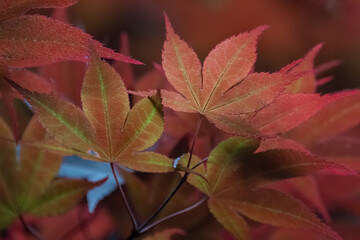Red Maple Leaves.