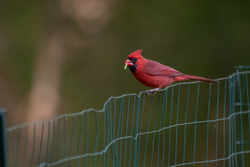 Male Northern Cardinal