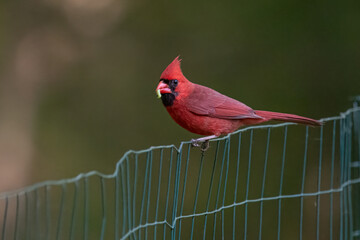 Male Northern Cardinal