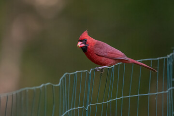 Male Northern Cardinal