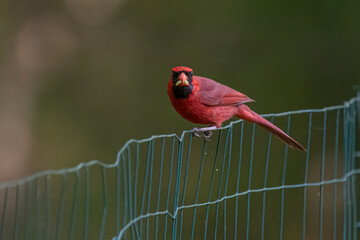 Male Northern Cardinal
