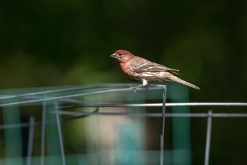 Male House FInch