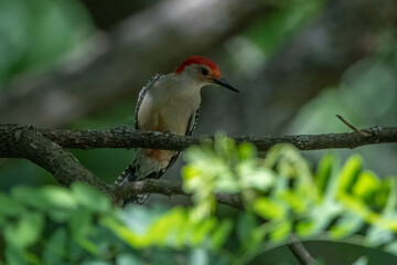 Red-bellied Woodpecker.