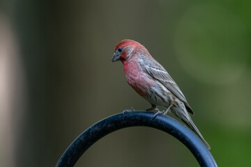 House Finch