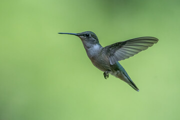 Ruby-throated Hummingbird in flight.